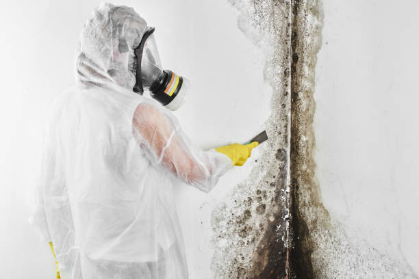 Best Attic Mold Removal  in Offutt Af, NE