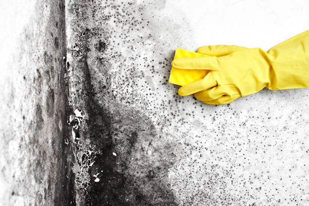 Best Mold Testing  in Offutt Af, NE