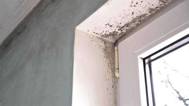 Best Crawl Space Mold Removal  in Offutt Af, NE