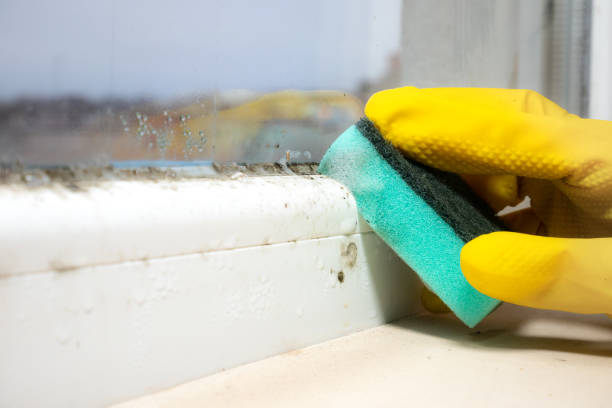 Best Certified Mold Removal  in Offutt Af, NE