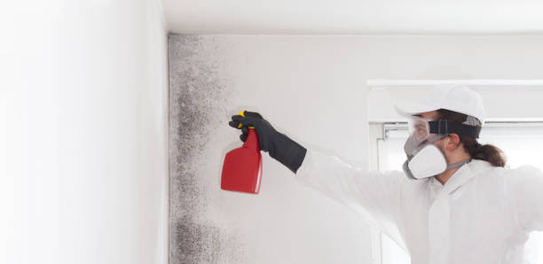 Best Residential Mold Removal  in Offutt Af, NE