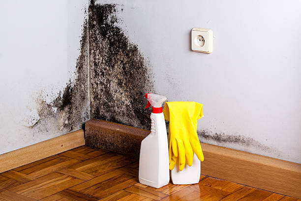 Best Mold Damage Repair  in Offutt Af, NE