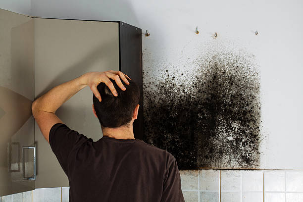 Best Mold Damage Repair  in Offutt Af, NE