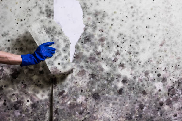 Mold Removal and Inspection in Offutt Af, NE