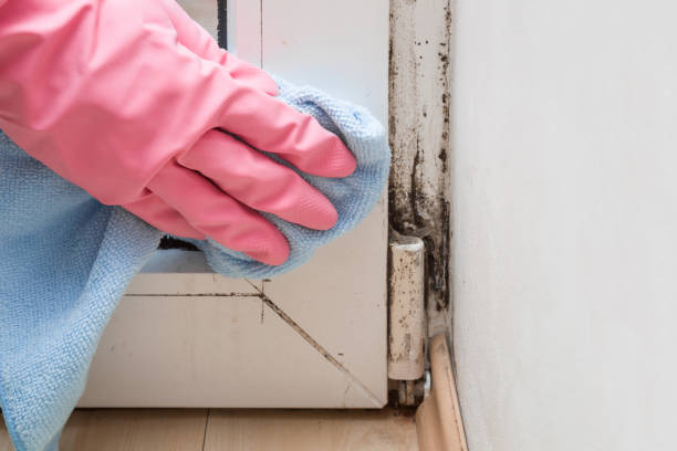 Best Mold Removal Process  in Offutt Af, NE