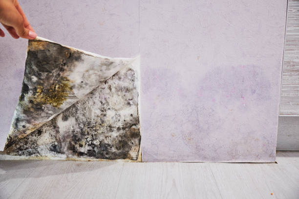 Mold Removal Process in Offutt Af, NE